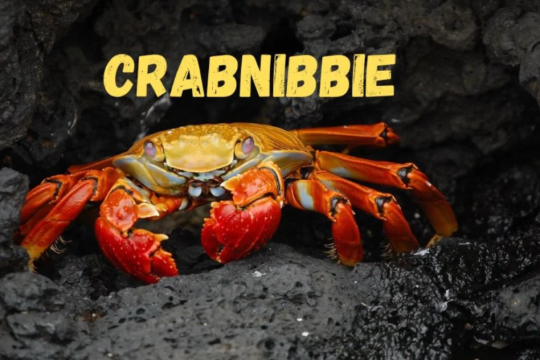 crabnibbie